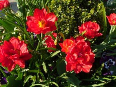 Double Flowered – Tulips - gardenerstips.co.uk