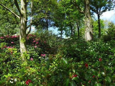 Grewelthorpe Himalayan Garden Images - gardenerstips.co.uk
