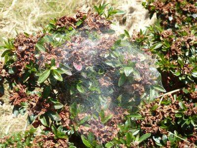 Spiders as Treatment for Aphids - gardenerstips.co.uk - county Garden