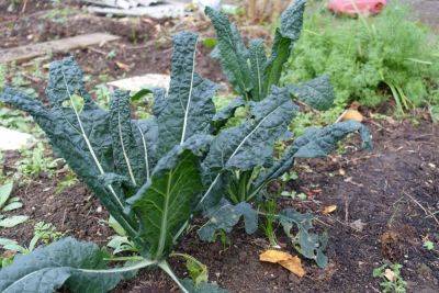 A Late sowing of Kale - gardenerstips.co.uk