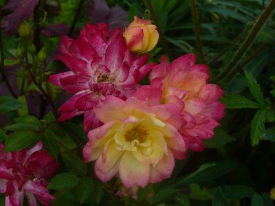 Roses July Spruce Up - gardenerstips.co.uk