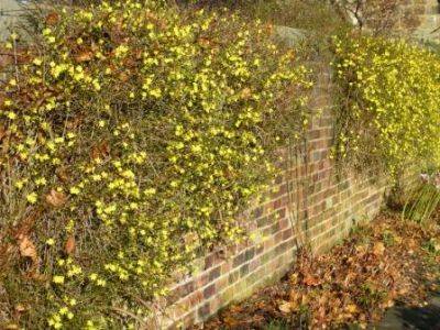 Cloak a wall in Jasmine - gardenerstips.co.uk