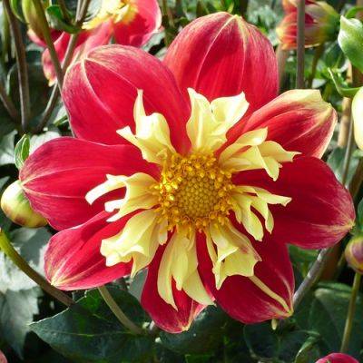 Dahlias from Tubers a Seasons Review - gardenerstips.co.uk