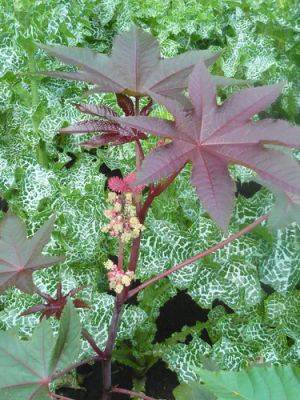 A Trio of Purple Leaves - gardenerstips.co.uk