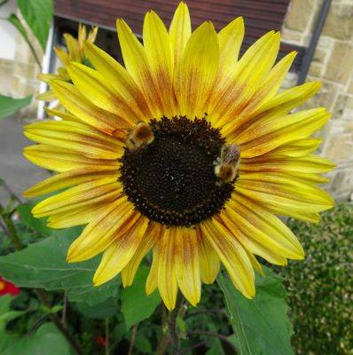 First time Sunflower Success Diminishes - gardenerstips.co.uk