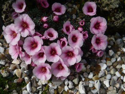 Saxifraga a Collectors Dream - gardenerstips.co.uk