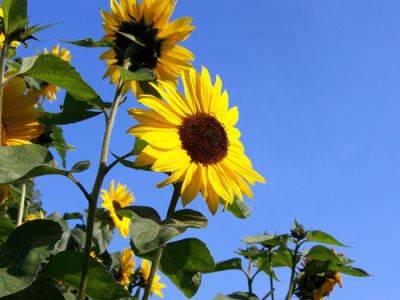 Top 10 Easy Flowers To Grow - gardenerstips.co.uk