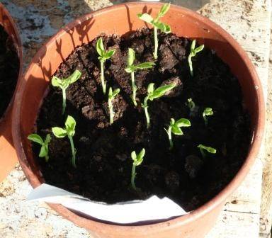 Sowing Vegetable Seed in Summer - gardenerstips.co.uk