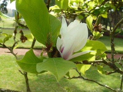 Magnolia Time - gardenerstips.co.uk