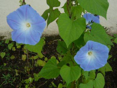 Tips for Growing Ipomea – Morning Glory - gardenerstips.co.uk