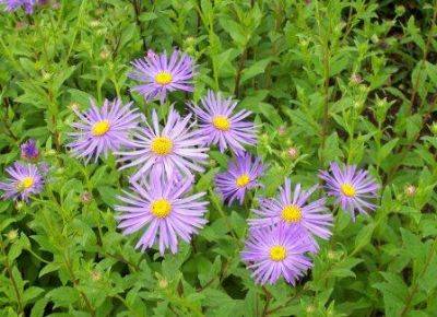 Autumn Asters – Gardeners Tips - gardenerstips.co.uk