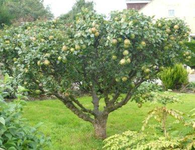 Selecting a New Apple Tree - gardenerstips.co.uk