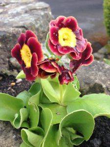 Auricula Knowhow & Books - gardenerstips.co.uk