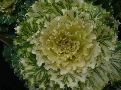 Cabbages for Kings - gardenerstips.co.uk