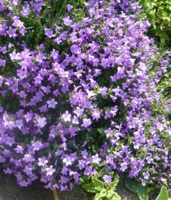 Campanula Family for the Rockery - gardenerstips.co.uk