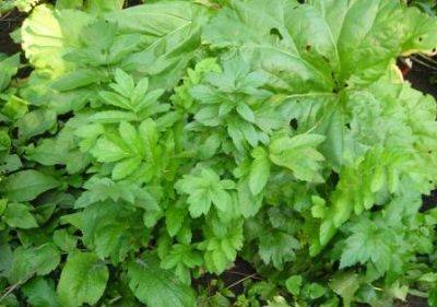 10 Green Gardening Habits - gardenerstips.co.uk