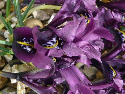 Iris from Bulbs as Opposed to Rhizomes - gardenerstips.co.uk - Netherlands
