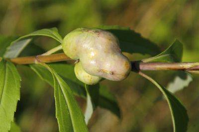 Gall Midge Cures - gardenerstips.co.uk