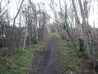 Silver Birch – 8 Species Review - gardenerstips.co.uk - Britain