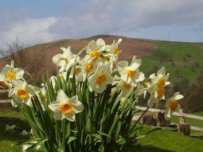 Simple Daffodils - gardenerstips.co.uk