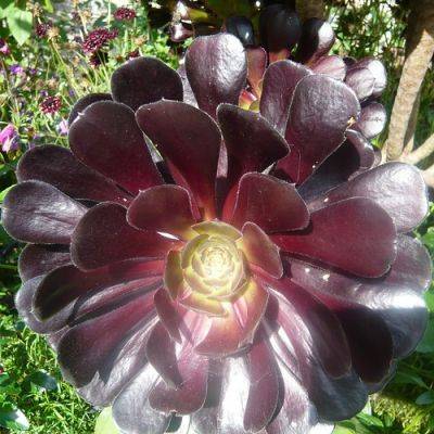Growing Aeonium Succulents - gardenerstips.co.uk