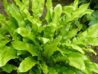 Growing Ferns - gardenerstips.co.uk