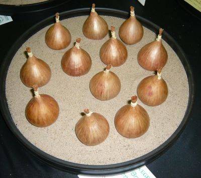 Onion Family Competitions - gardenerstips.co.uk