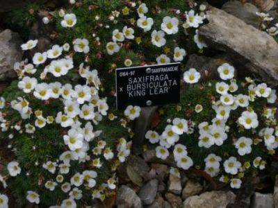 Magnesian Limestone Gardening - gardenerstips.co.uk - Britain