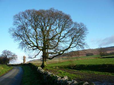 Trees for Carbon Capture and Global Warming - gardenerstips.co.uk