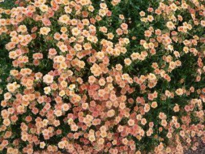 Flowering Ground Cover - gardenerstips.co.uk
