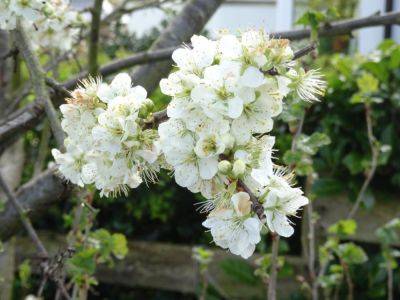Blossom of Spring - gardenerstips.co.uk