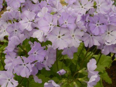 Primula – Alpines and Pot Plants - gardenerstips.co.uk - Usa