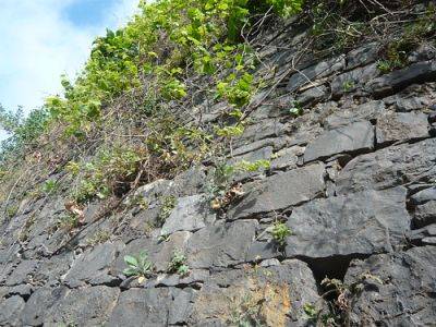 Dry Stone Wall Planting - gardenerstips.co.uk - county Garden