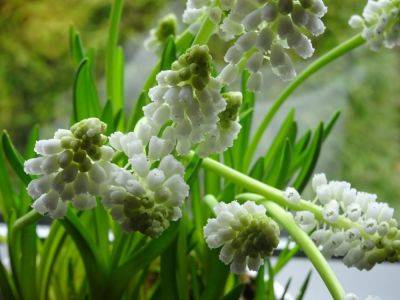 Indoor Flowering Plants - gardenerstips.co.uk