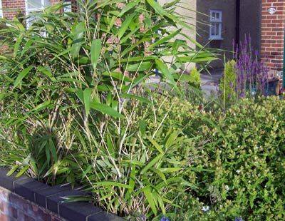 Tips for Growing Bamboo in UK - gardenerstips.co.uk - Britain