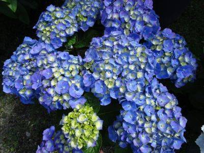 Chelsea Blue - gardenerstips.co.uk