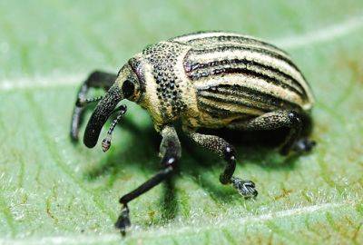 Axis of Weevils – Garden Pests - gardenerstips.co.uk