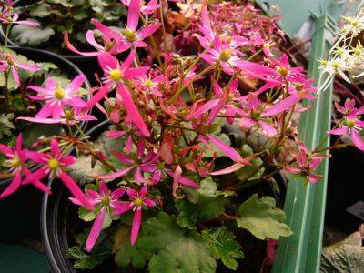 Saxifraga Fortunei Cherry Pie - gardenerstips.co.uk