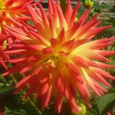 Red Hot Dahlias - gardenerstips.co.uk