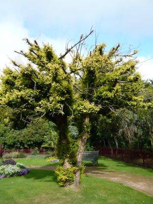 Yew Tree – Taxus baccata - gardenerstips.co.uk - Britain