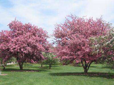 Crab Apple – Root and Branch Review - gardenerstips.co.uk - Britain