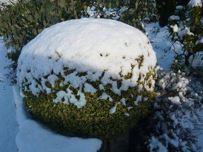 Wet Snow Garden - gardenerstips.co.uk