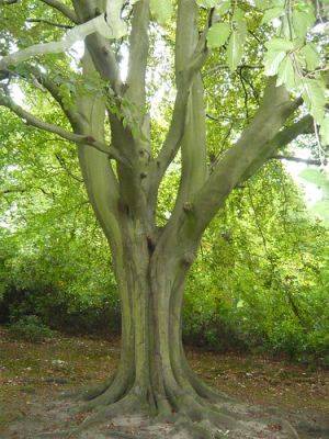 Beech Tree – Root and Branch Review - gardenerstips.co.uk - Britain