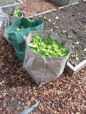 Growing My Vegetables in Containers - gardenerstips.co.uk