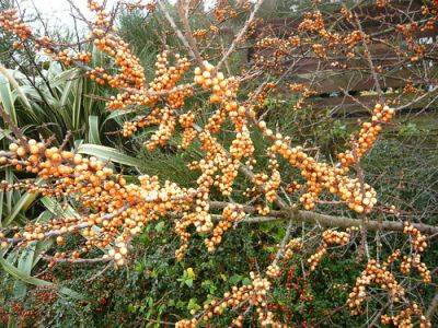 Hippophae rhamnoides with Orange Berries - gardenerstips.co.uk