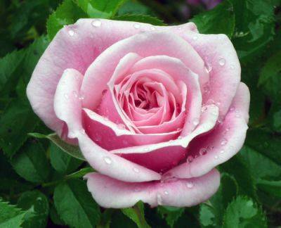 The Perfect Rose - gardenerstips.co.uk