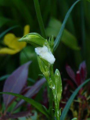 Cuckoo Spit and The Froghopper - gardenerstips.co.uk