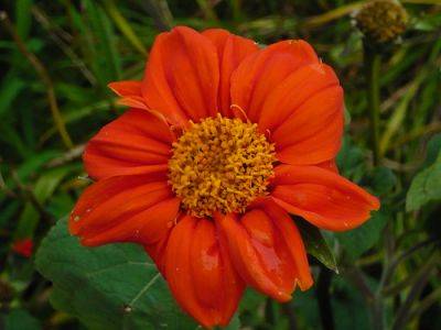 Orange Flower Photo Club - gardenerstips.co.uk