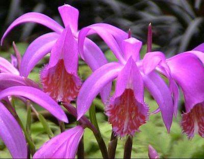 Pleiones Easy Orchids from Bulbs - gardenerstips.co.uk