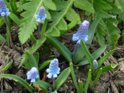 Muscari A Blue Bulb for Spring - gardenerstips.co.uk - Netherlands